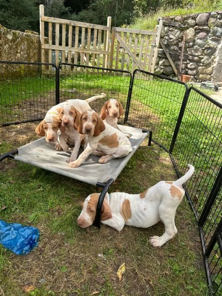 Cuccioli di bracco italiano con pedegree | Foto 1