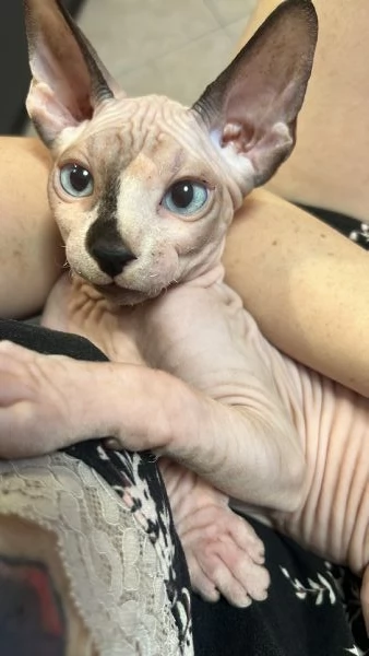 Sphynx