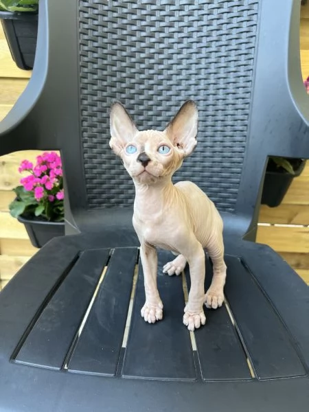 Sphynx | Foto 1