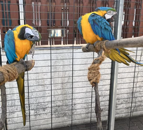 Cucciolo di pappagallo ara blu e oro allevato a mano in vendita