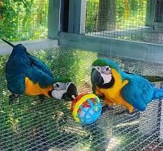 Cucciolo di pappagallo ara blu e oro allevato a mano in vendita | Foto 0