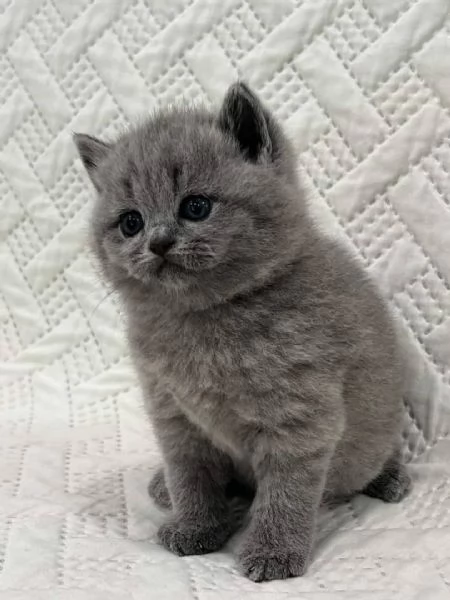 Bellissimi gattini British Shorthair in cerca di adozione