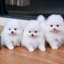 Regalo bellissimi cuccioli di Pomerania in adozione