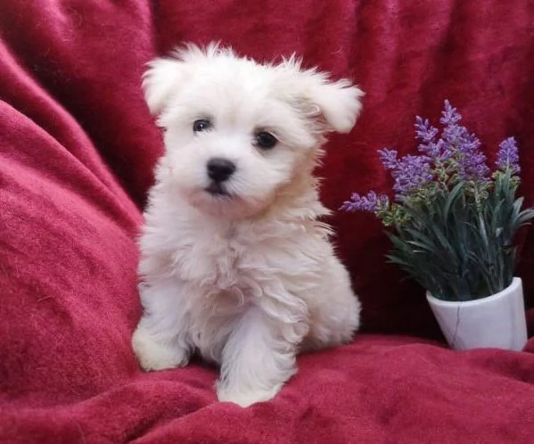 Cuccioli maltesi affascinanti in adozione