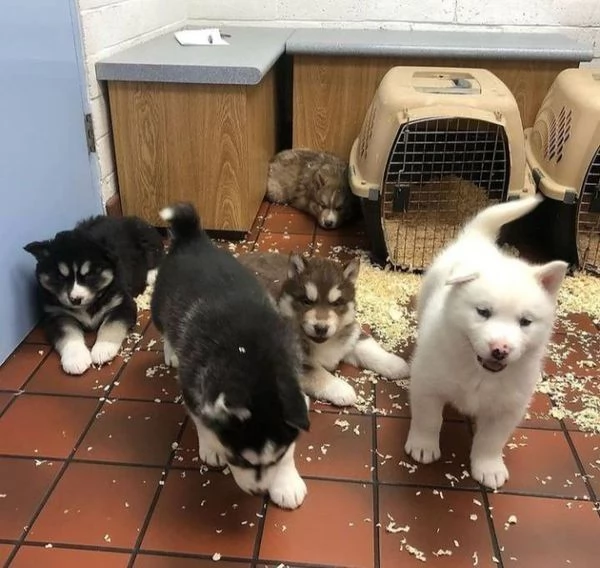 Bellissimi cuccioli di Husky in adozione