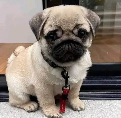 Cuccioli di Carlino affascinanti in adozione