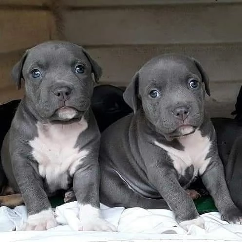 Bellissimi cuccioli di Pitbull in adozione