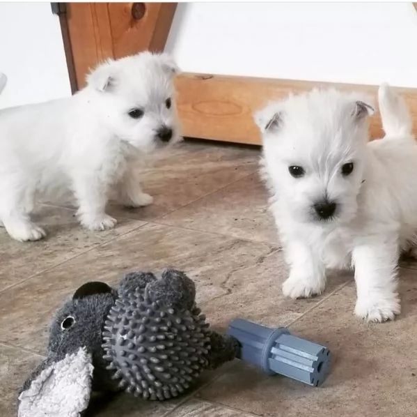 Adorabili cuccioli di West Highland Terrier in adozione