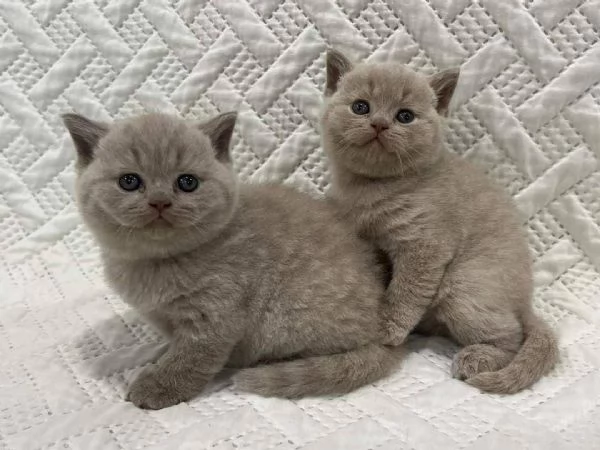 Regalo gattini British Shorthair in adozione