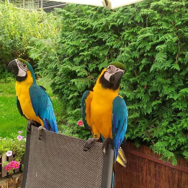 Gift adopt these beautiful Macaw parrots