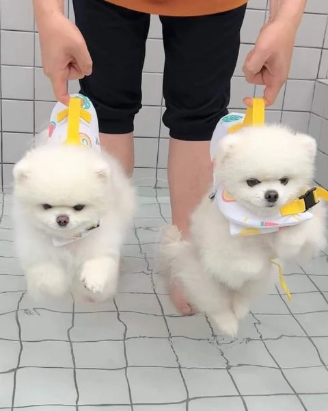 Due bellissimi cuccioli di Pomerania in adozione