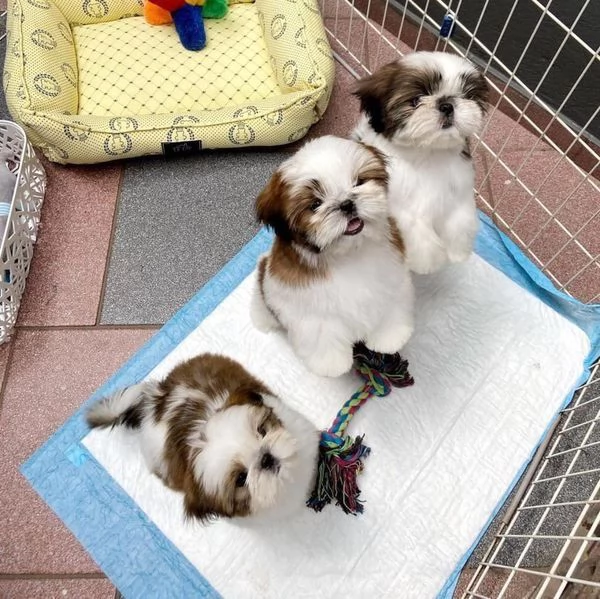 Cuccioli di Shih Tzu da adottare in case amorevoli e premurose