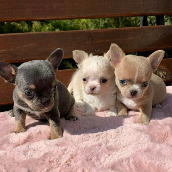 Bellissimi cuccioli di chihuahua in adozione