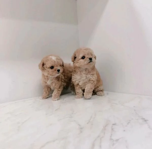 Bellissima cucciolata di cuccioli di barboncino in adozione