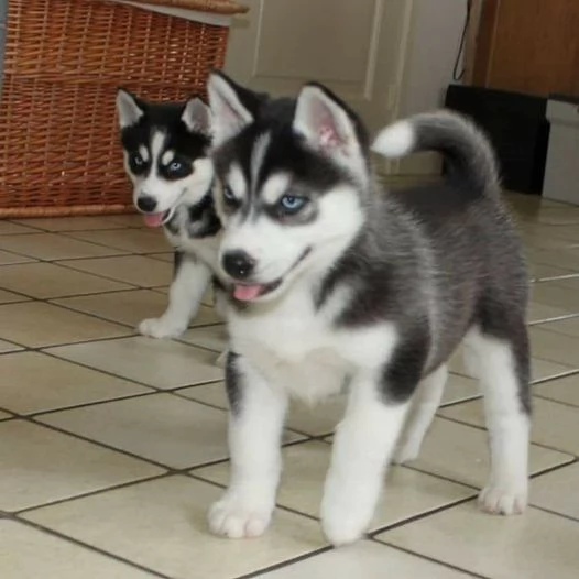 Bellissimi cuccioli di Husky in adozione