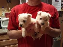 Regala cuccioli di West Highland Terrier in adozione