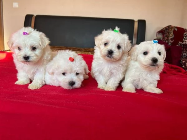 Bellissimi cuccioli maltesi in cerca di adozione