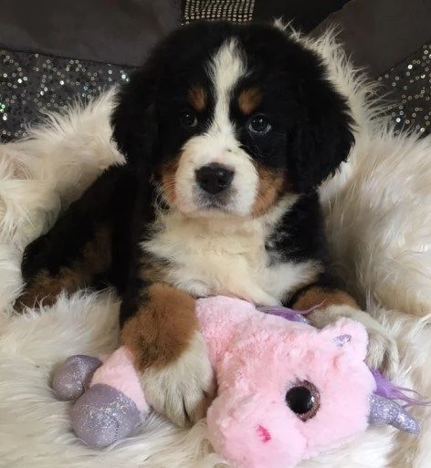 Dolcissimi Cane Bovaro del Bernese 