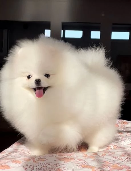 Cuccioli di POMERANIA in adozione 