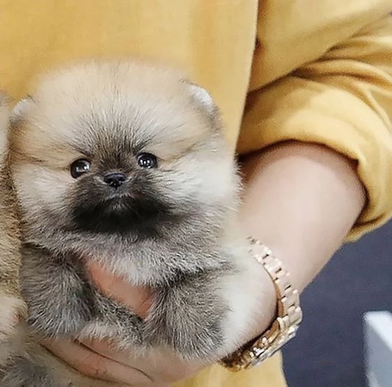 Cuccioli di POMERANIA in adozione  | Foto 2