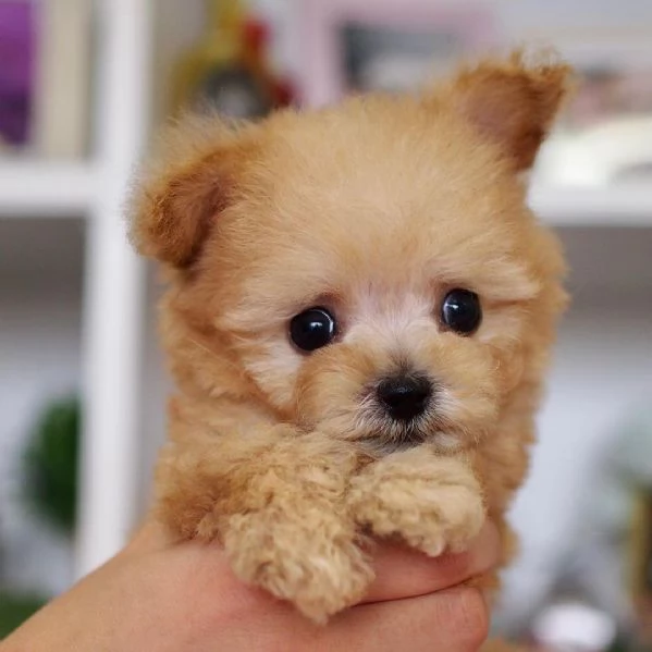 Cuccioli di barboncino toy in regalo