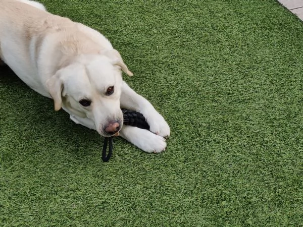 Labrador in adonazione | Foto 3