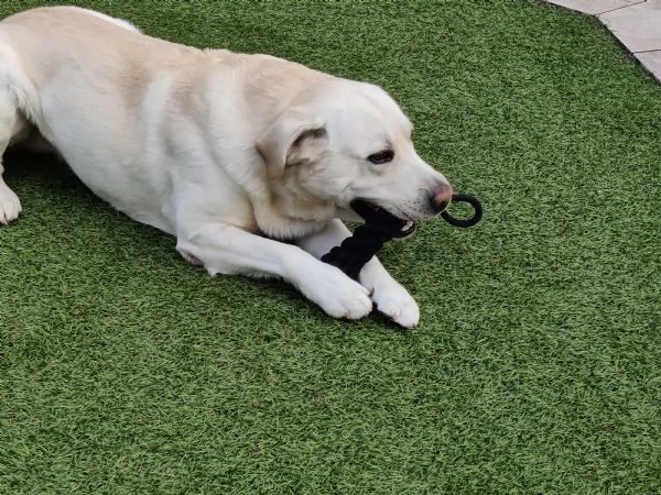 Labrador in adonazione | Foto 2