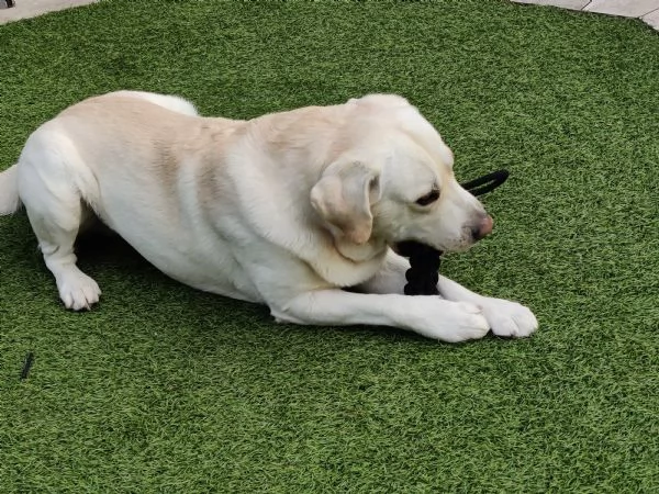 Labrador in adonazione | Foto 0