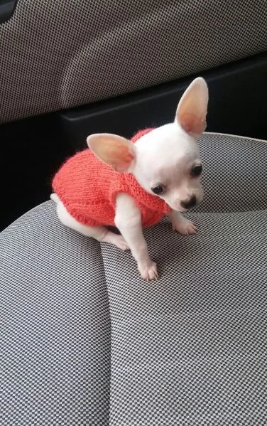 cuccioli di chihuahua in cerca di adozione | Foto 1