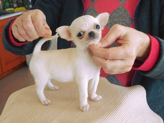 cuccioli di chihuahua in cerca di adozione | Foto 0