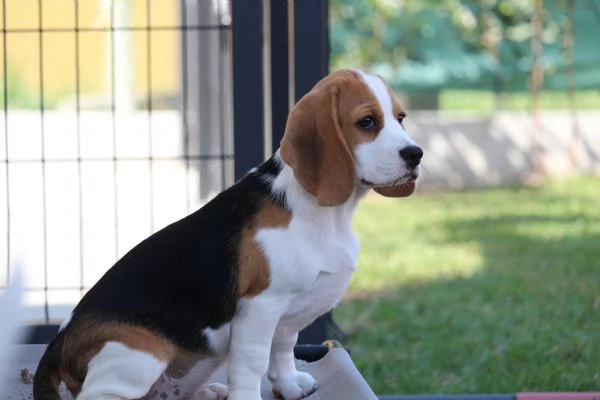 Cuccioli di Beagle