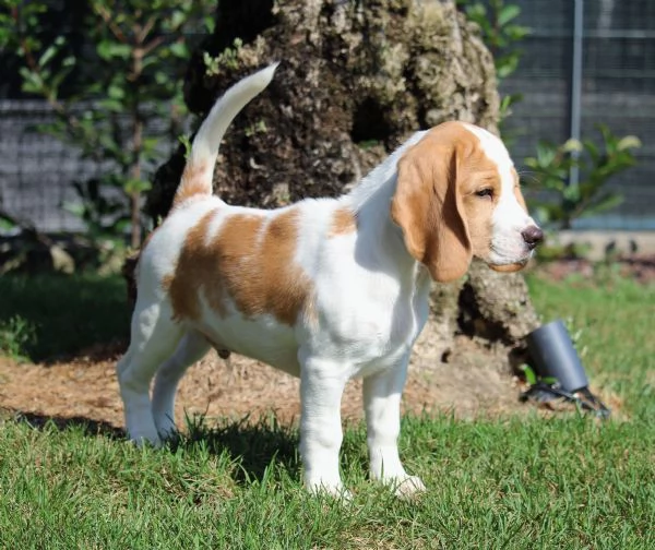 Cuccioli di Beagle | Foto 3