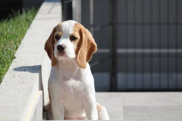 Cuccioli di Beagle | Foto 0