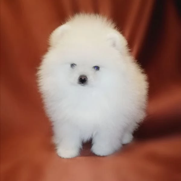 Cuccioli di Pomerania toy