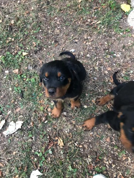 Cuccioli di rottweiler  | Foto 3