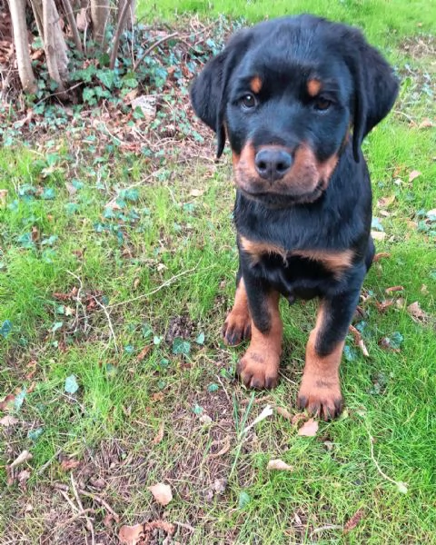 Cuccioli di rottweiler  | Foto 0