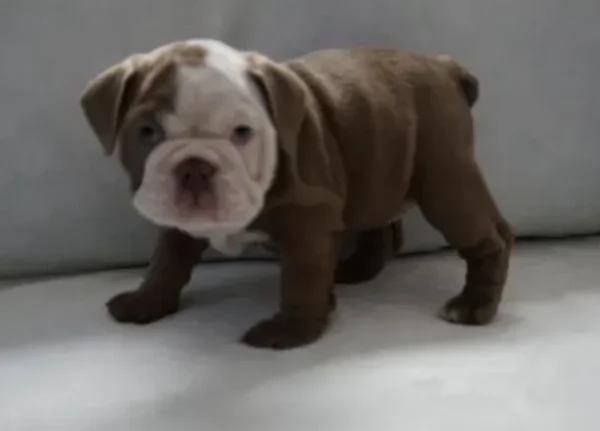 Bellissimi bulldog inglese di tre mesi