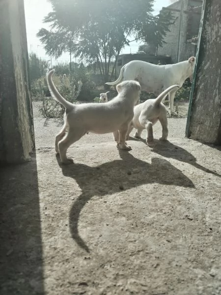 cuccioli di Dogo Argentino 