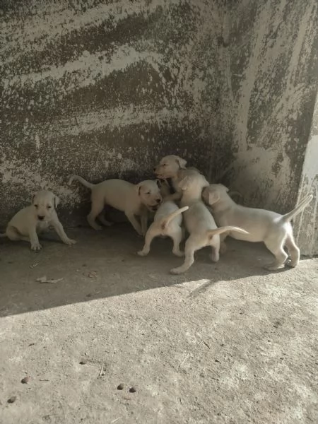 cuccioli di Dogo Argentino  | Foto 1