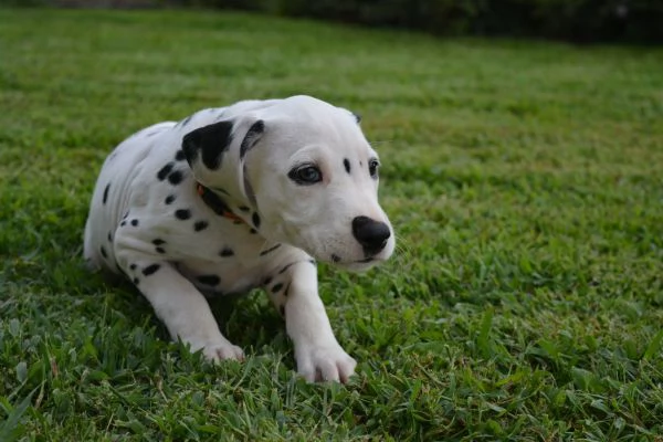 Cuccioli di dalmata | Foto 3