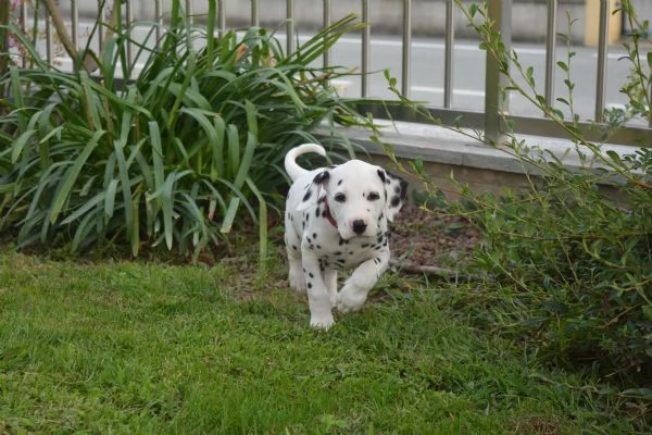 Cuccioli di dalmata | Foto 2