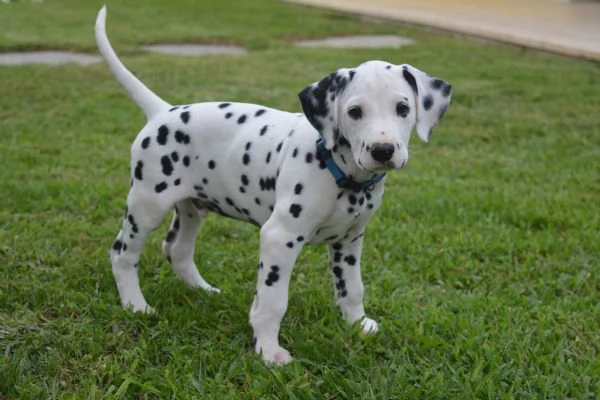 Cuccioli di dalmata | Foto 0