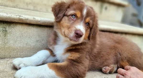 Stupendi cuccioli di pastore australiano 