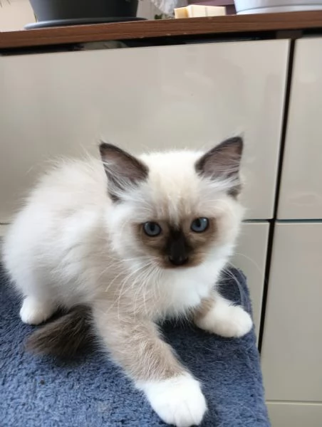 Cuccioli di Ragdoll 