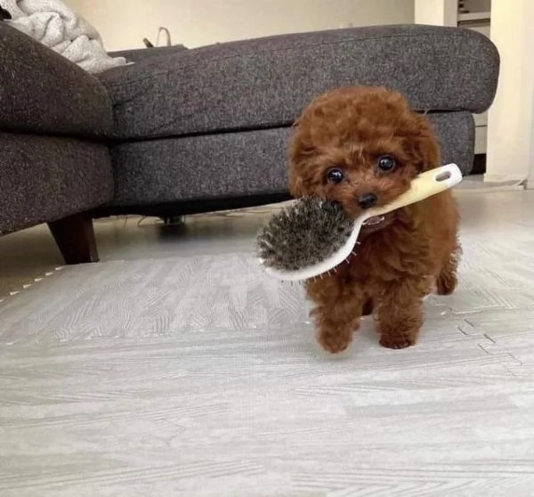 Bellissimi cuccioli barboncino | Foto 0