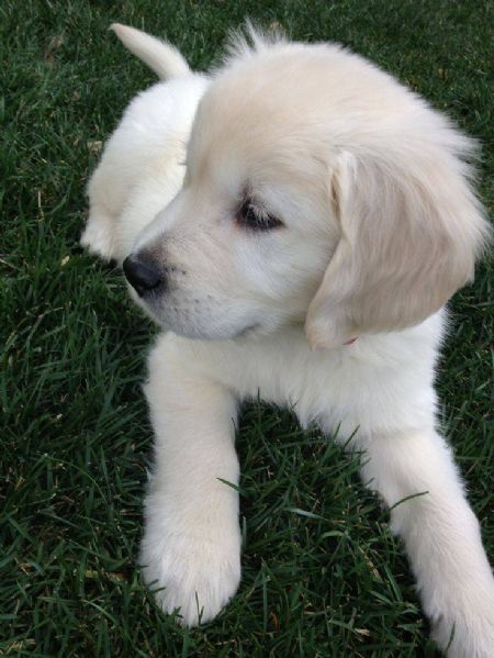 CUCCIOLI DI GOLDEN RETRIEVER