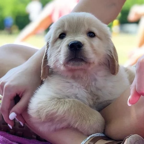 Meravigliosi cuccioli Golden Retriever