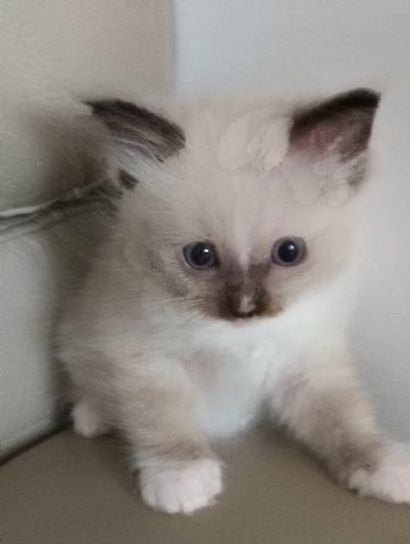 Cuccioli di Ragdoll