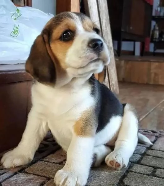 Cuccioli di beagle affascinanti