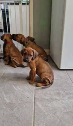 Meravigliosi cuccioli Rhodesian ridgeback | Foto 0